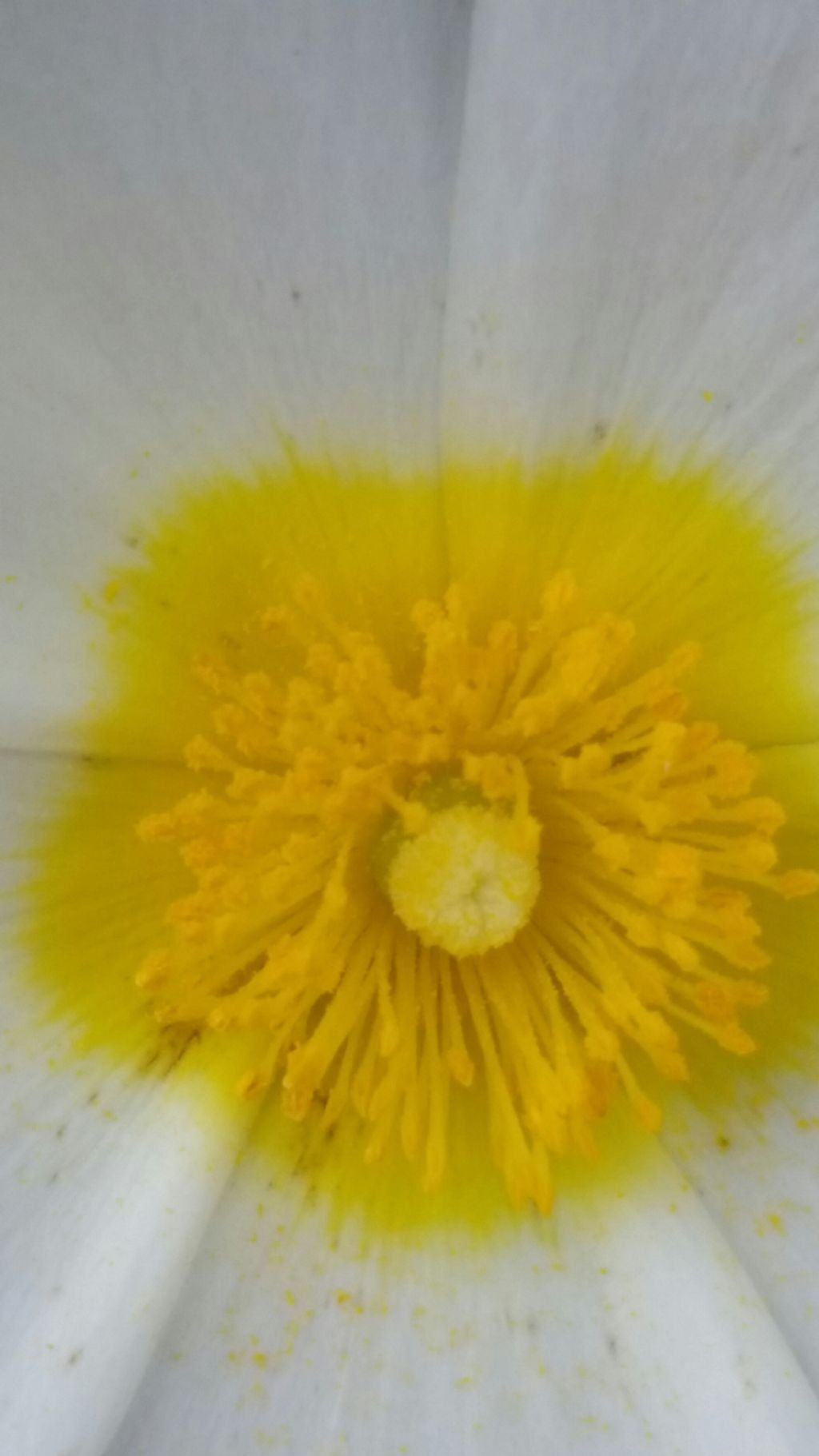 Cistus salviifolius L. (Cistaceae)
